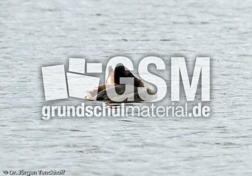 Haubentaucher (4 von 22).jpg